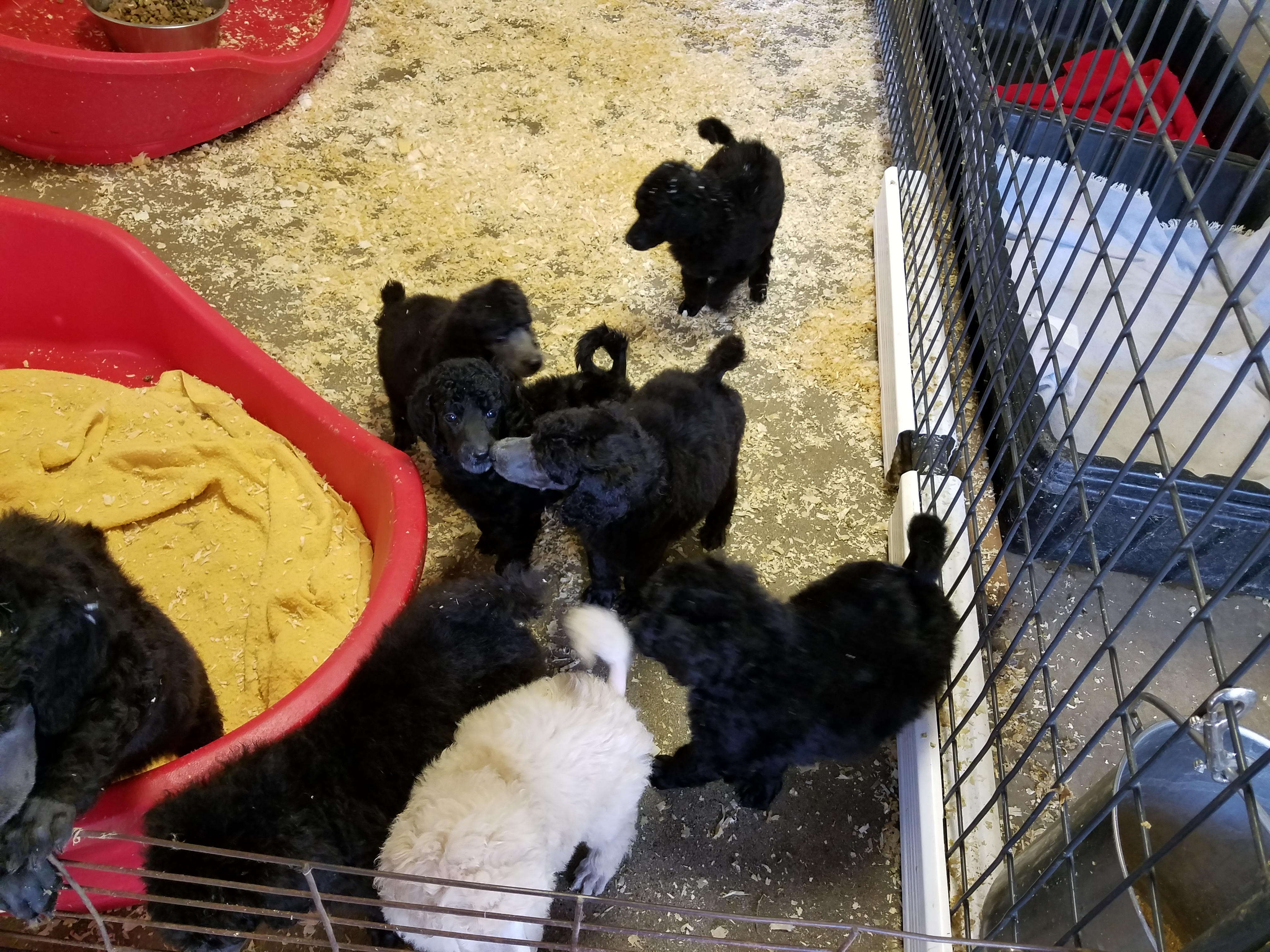 Pups6f.jpg