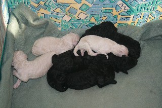 pups7.jpg