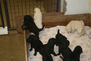 pups8.jpg